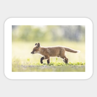 Red fox kit Sticker